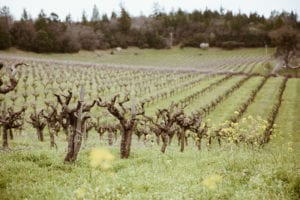 Black Sears Vineyards