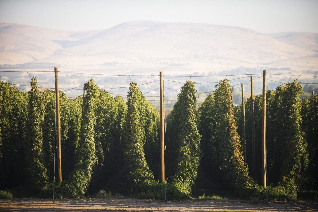 Yakima Chief Hop Fields