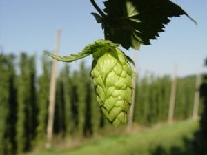 Cryo Hops are the concentrated lupulin of whole-leaf hops