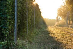 Hop harvest season