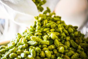 Wet hops