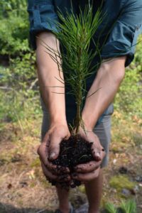 planting trees