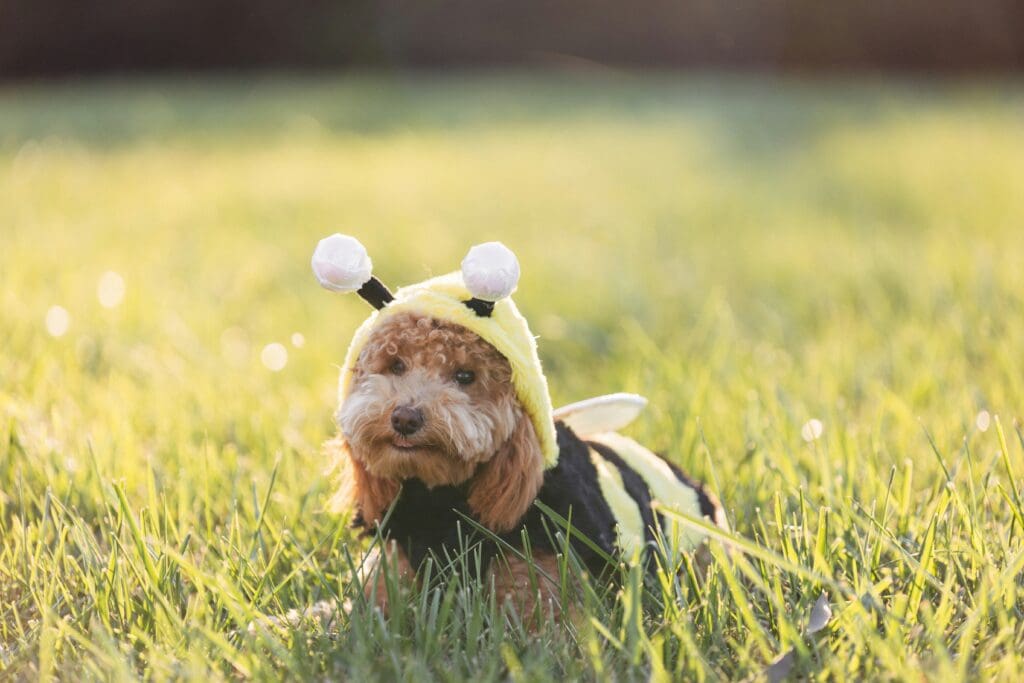 Image of dog in bumble bee halloween costume