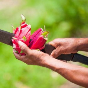 Dragon fruit