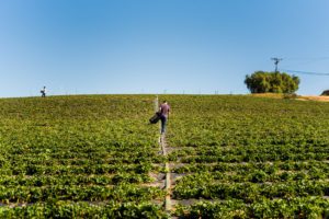 Regenerative agriculture