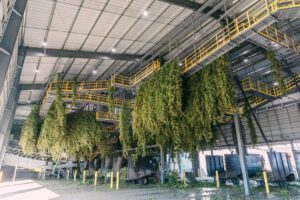 Hops drying