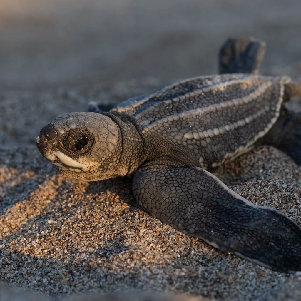 Image of a baby sea turtle on the beach in Oaxaca