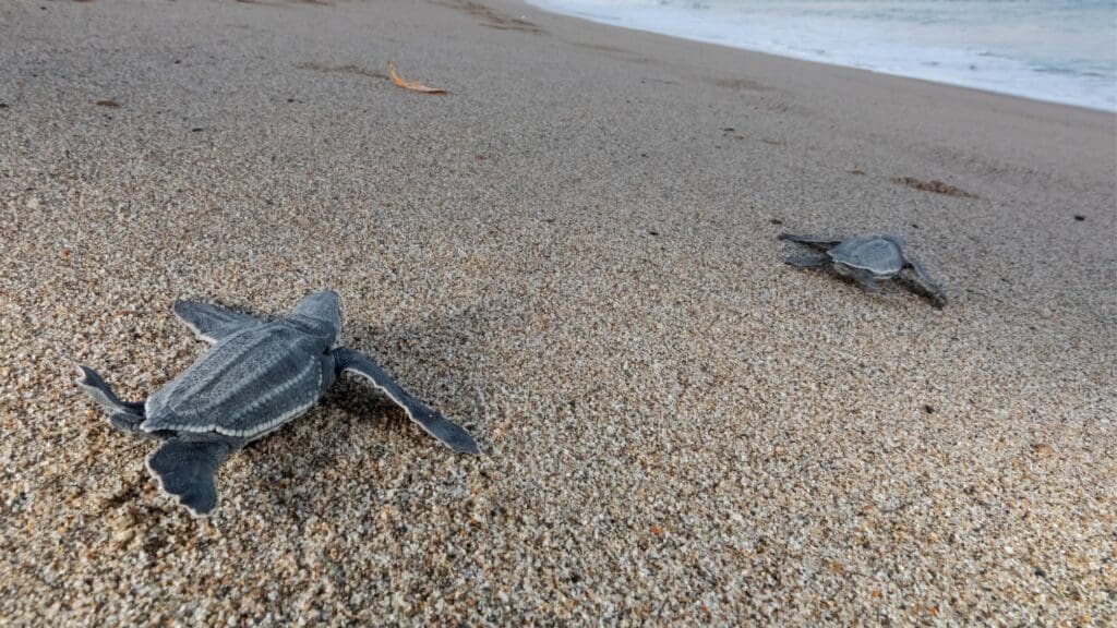 Leatherback sea turtles