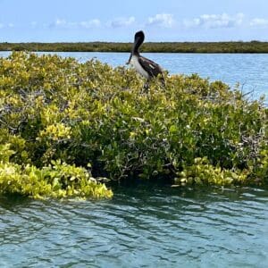 Photo of a pelican sitting on a mangrove tree near the ocean