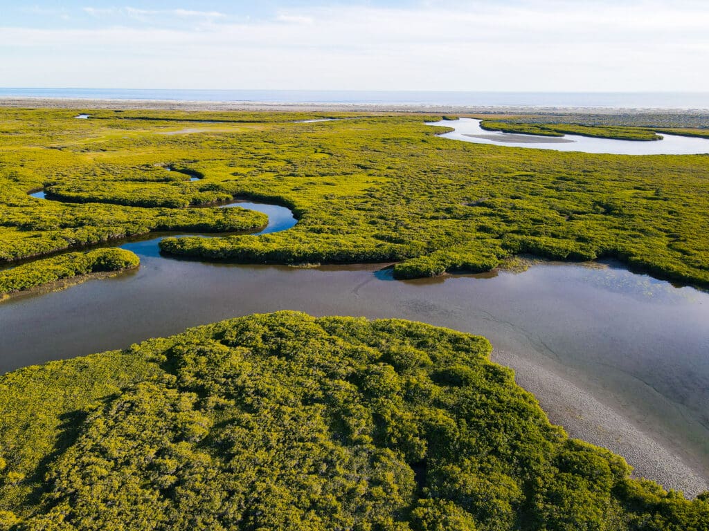 Landscape photo of a mangrove-covered shoreline