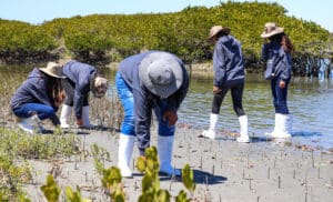 Photo of women from WILDCOAST planting mangrove seedlings on a coastline
