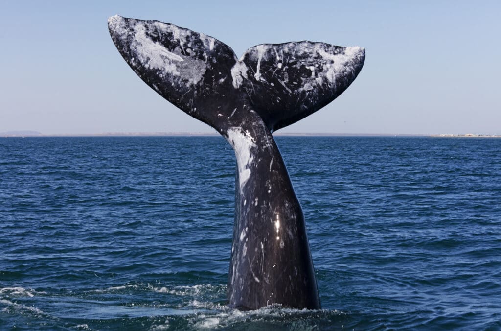 Tail of a gray whale, photo from WILDCOAST