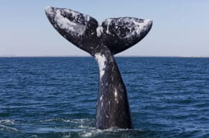 Tail of a gray whale, photo from WILDCOAST