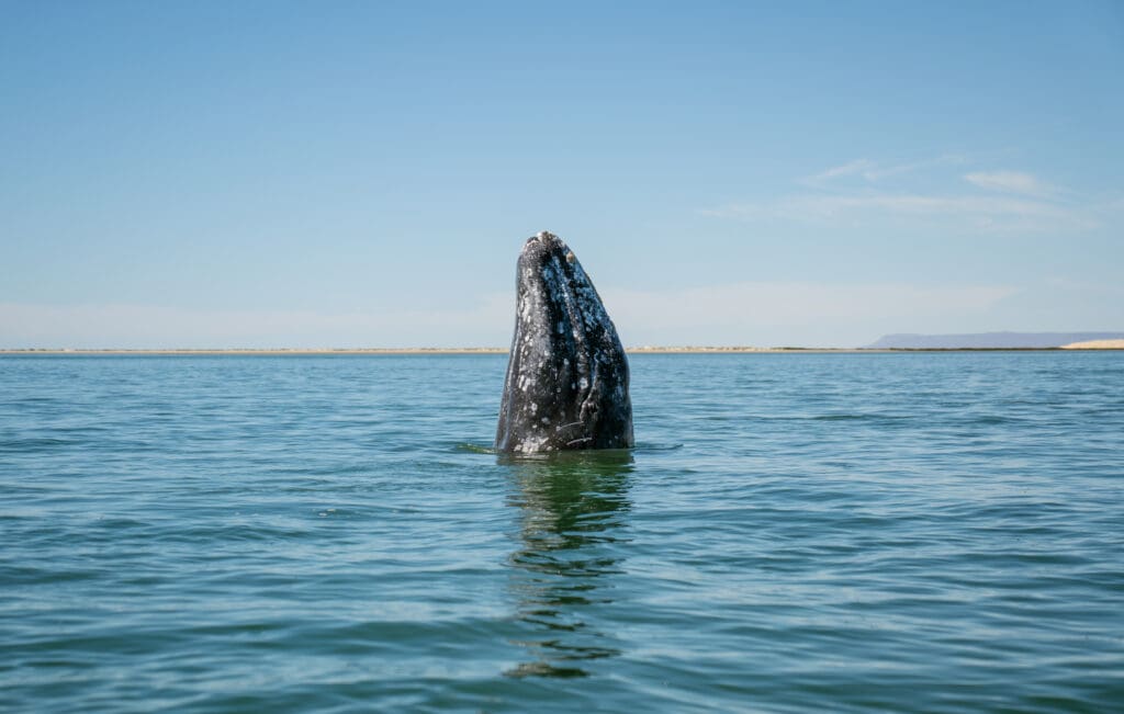 Gray Whale surfaces. Photo courtesy of WILDCOAST