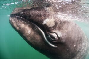Up close photo of a gray whale. Photo courtesy of WILDCOAST