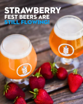 🍓🍻 Strawberry Fest won't last long. Savor your favorite strawberry brews—made with organic strawberries from @jrorganicsfarm before they tap out!⁠
⁠
Now available on tap and in crowlers to-go at all Pure Project taprooms! ⁠
*Pre-order crowlers online > link in bio > tap lists & hours > select your taproom > place order for pickup.⁠
⁠
MURKSHAKE WITH STRAWBERRIES 🍓⁠
Murky Triple IPA with Strawberries & Vanilla featuring Mosaic & Cashmere hops⁠
9.2% ABV⁠
⁠
SUNSET CRUSH 🍓⁠
Cream Ale with Strawberries & Vanilla (brewed with 600 lbs of strawberries!)⁠
5.8% ABV⁠
⁠
Grab a pour or crowler while you can. 🍻⁠