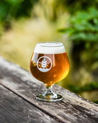 Now pouring!⁠
⁠
MONT RIGI 🏔️⁠
Belgian-Style Golden Strong⁠
Taste Profile: Pear. Quince. Clove.⁠
9.0% ABV⁠
⁠
This bold and elegant Belgian-Style Golden Strong is brewed with a new winter barley varietal called Thunder, bred at Oregon State and malted by our friends at @admiralmaltings. This beer is fermented with traditional Trappist ale yeast and has a generous dose of Czech grown Saaz hops, for a fruity, floral, and spicey flavor. Mont Rigi is named for the mountain in the Alps, romantically referred to as "the queen of mountains".⁠
⁠
Available now at all Pure Project taprooms! 🍻